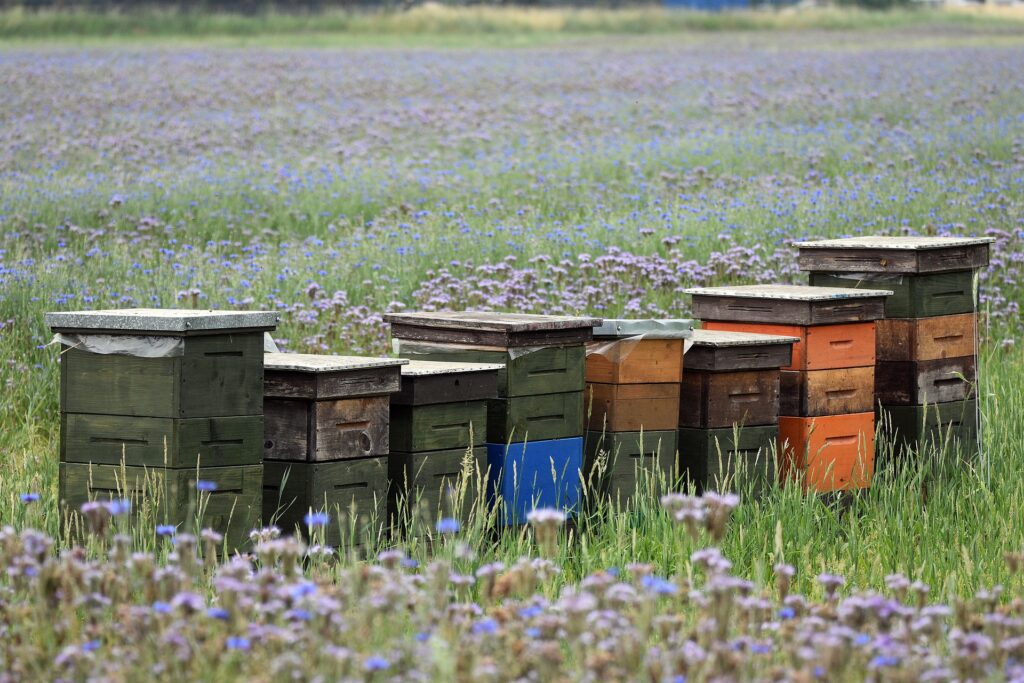 Pflanzen für Bienen
