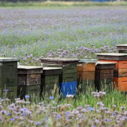 Pflanzen für Bienen