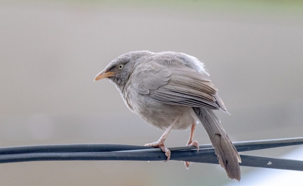 Vogel - Spatz