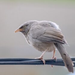 Vogel - Spatz
